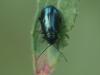 Altica sp.
